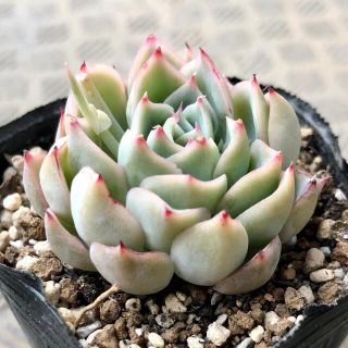 KJ28 沙羅姫牡丹錦 韓国苗 花の饗宴 多肉植物 エケベリア