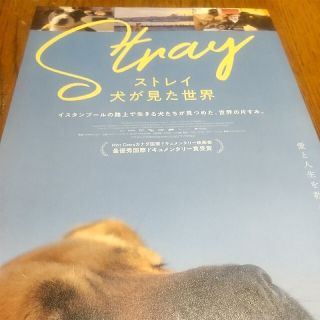 ストレイ　犬が見た世界　フライヤー(印刷物)