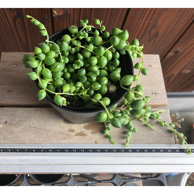 多肉植物　グリーンネックレス　1ポット 抜き苗 ハンドメイドのフラワー/ガーデン(その他)の商品写真