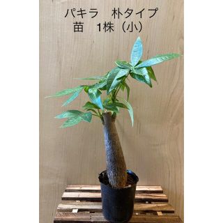 パキラ　朴タイプ　苗　1株（小） 観葉植物　インテリア(その他)