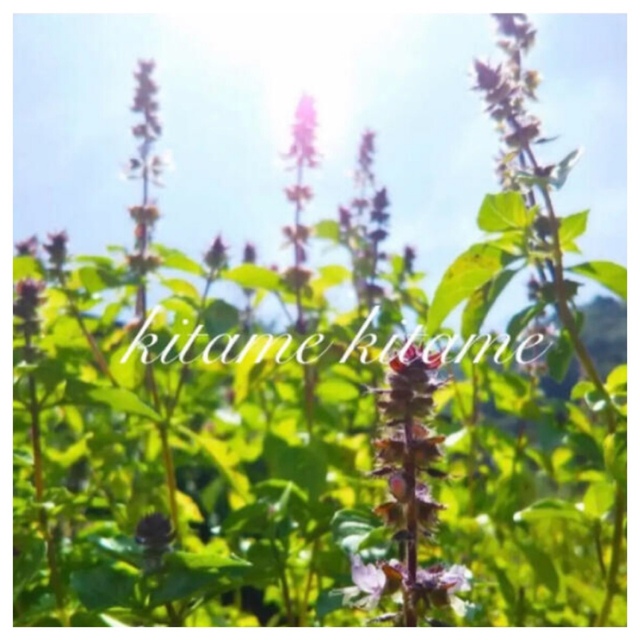 無農薬ホーリーバジル 種 ハンドメイドのフラワー/ガーデン(その他)の商品写真