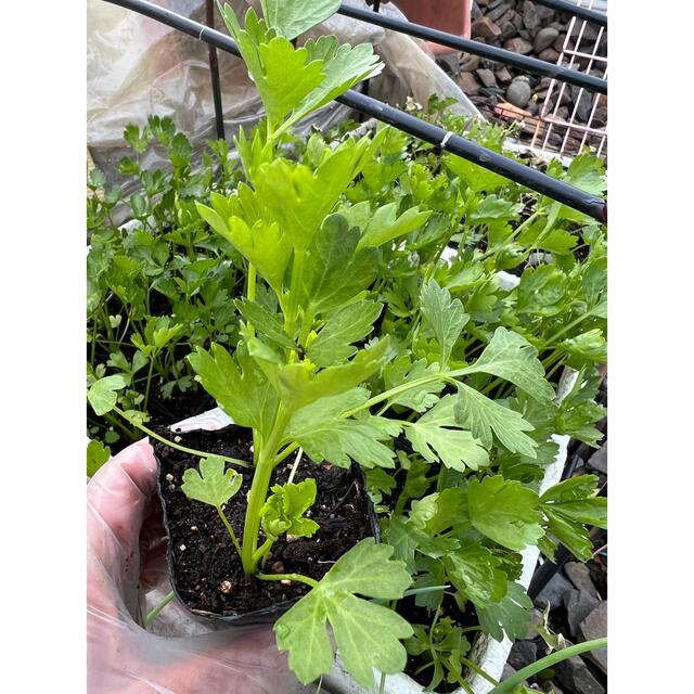 無農薬栽培 ハーブセロリ スープセロリ 芹菜 セロリの苗 3株〜4株 食品/飲料/酒の食品(野菜)の商品写真