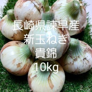 長崎県諫早産 新玉ねぎ(貴錦)10kg(野菜)