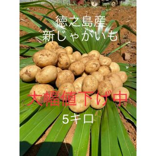 5キロ 馬鈴薯ニシユタカ！徳之島 産　新 じゃがいも(野菜)