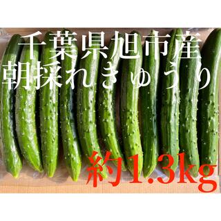 新鮮！朝採れきゅうり 1.3kg 千葉県旭市産(野菜)