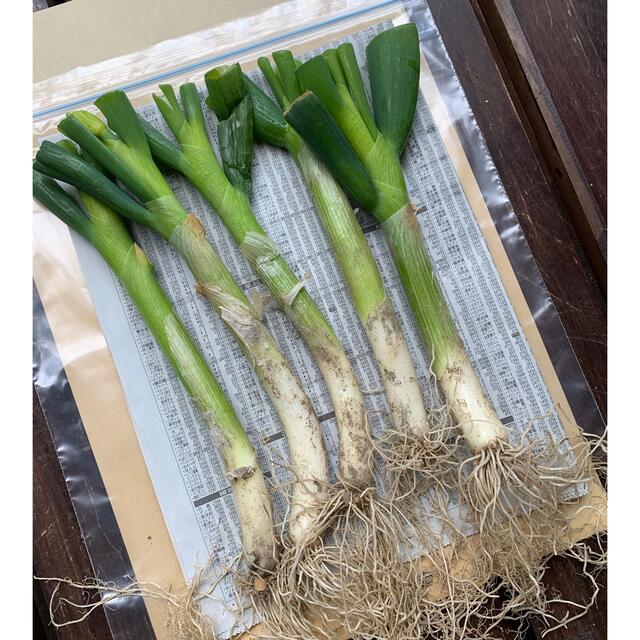 無農薬野菜＊根っこ付き青ねぎの苗＊5本セット＊初心者向け＊プランター＊長ネギ＊ 食品/飲料/酒の食品(野菜)の商品写真