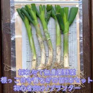 無農薬野菜＊根っこ付き青ねぎの苗＊5本セット＊初心者向け＊プランター＊長ネギ＊(野菜)