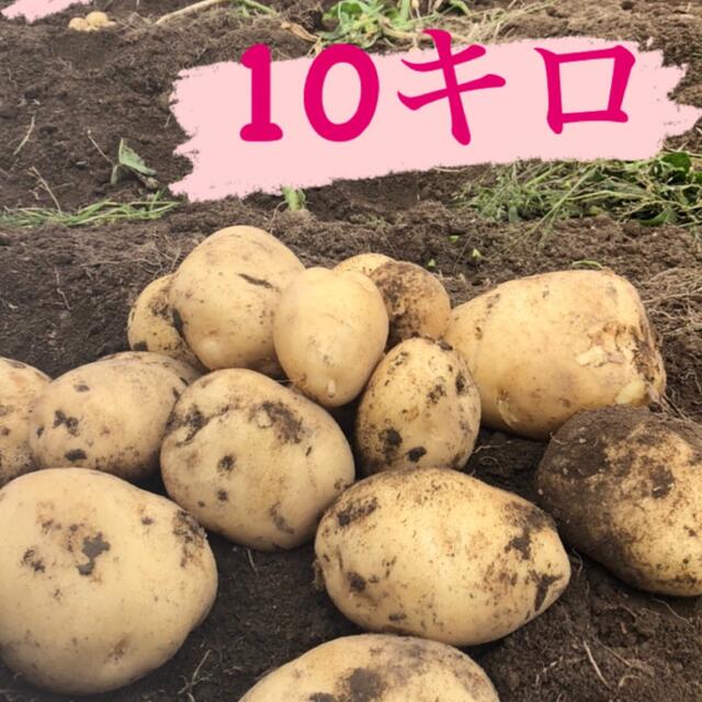 鹿児島県産 無農薬じゃがいも10㌔ 食品/飲料/酒の食品(野菜)の商品写真