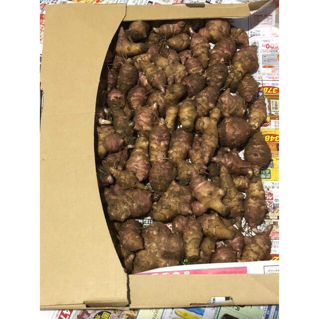 紫菊芋　種芋　小　梱包材を含めて約800g 食品/飲料/酒の食品(野菜)の商品写真