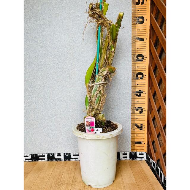 挿木苗　5年生　ドラゴンフルーツ苗　高さ80センチ　8号鉢植え　現品のお届けフラワー/ガーデン