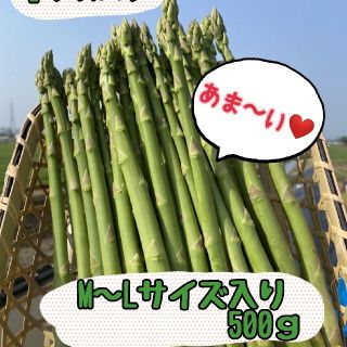 グリーンアスパラガス　500㌘(野菜)