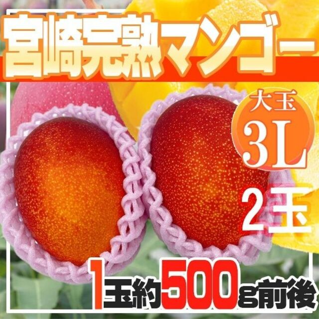 宮崎県産 宮崎完熟マンゴー 2玉 3L 約500g前後※クール便発送 fruut.pt