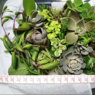 多肉植物　150ｇ弱　詰め合わせ(プランター)