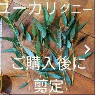 ユーカリグ二ー フレッシュな枝 10本セット 無農薬(ドライフラワー)