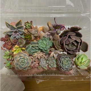 多肉植物　カット苗　エケベリア　寄せ植え(その他)