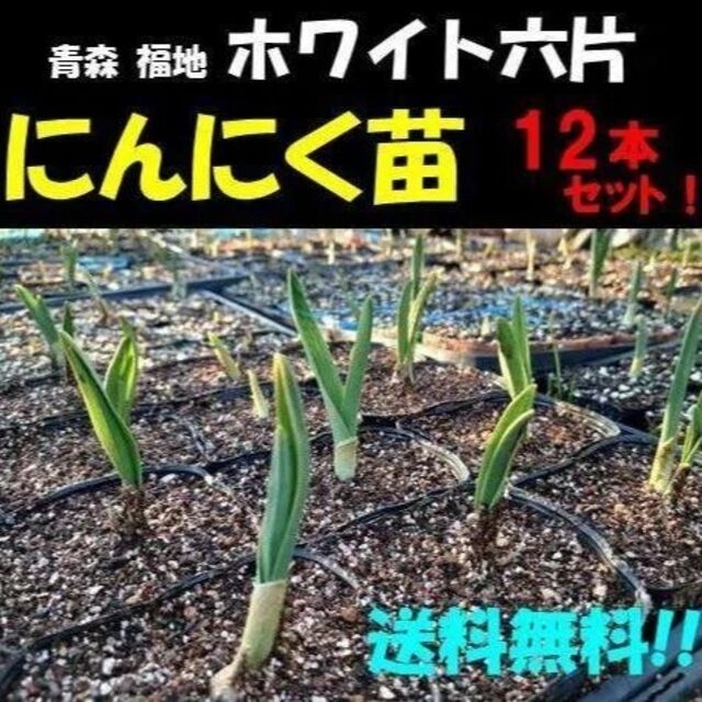 にんにく苗(ホワイト六片/青森 福地/国産) 12本　　暖地用・無農薬　ニンニク 食品/飲料/酒の食品(野菜)の商品写真