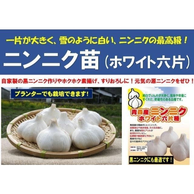 にんにく苗(ホワイト六片/青森 福地/国産) 12本　　暖地用・無農薬　ニンニク 食品/飲料/酒の食品(野菜)の商品写真