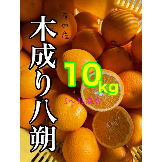 和歌山産有田の木成り八朔S〜2L混合10キロ 食品/飲料/酒の食品(フルーツ)の商品写真