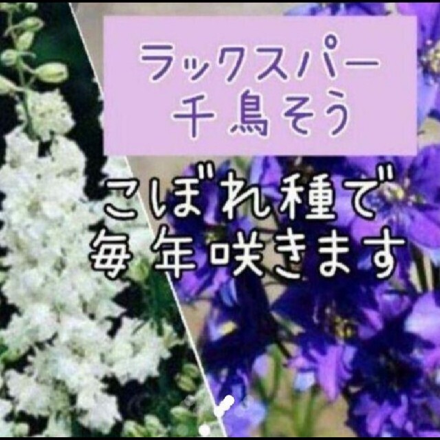 ラークスパー ２苗set千鳥そう   花苗  ハンドメイドのフラワー/ガーデン(その他)の商品写真