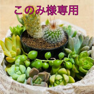 多肉植物 カット苗　ミニサボテン寄せ植え　セット♡(その他)