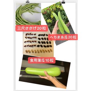 無農薬三尺ささげ、へちま糸瓜、食用ヒョウタン蒲瓜種子(野菜)