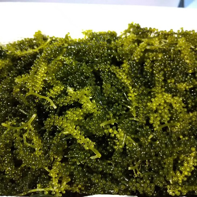 上等な 沖縄県産 海ぶどう茎付き500g“ 商品の説明⚠️必読