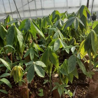 キャッサバ芋の苗20本セット mandiocaの通販 by 杜商会|ラクマ