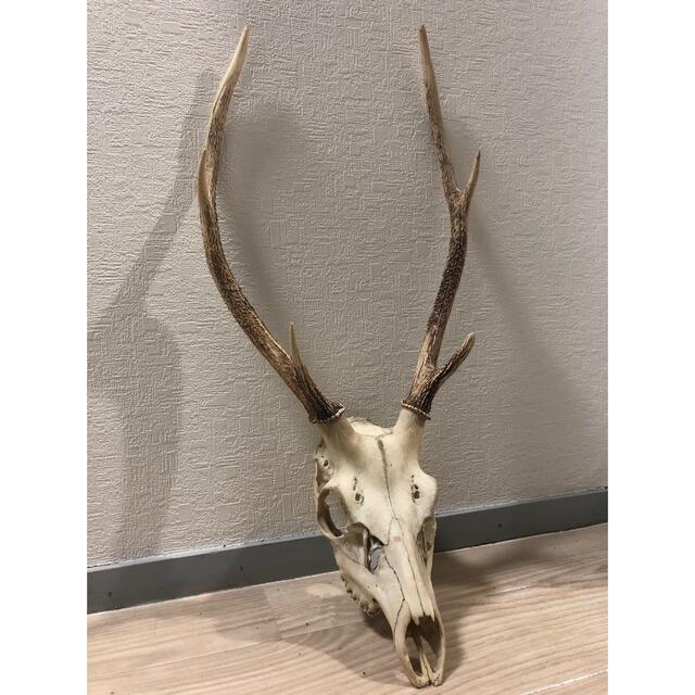 割引発見 鹿の角 頭蓋骨 ゴス ゴシック オブジェ インテリア アンティーク 骨格模型 置物