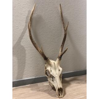 鹿の角 頭蓋骨の通販 24点 | フリマアプリ ラクマ