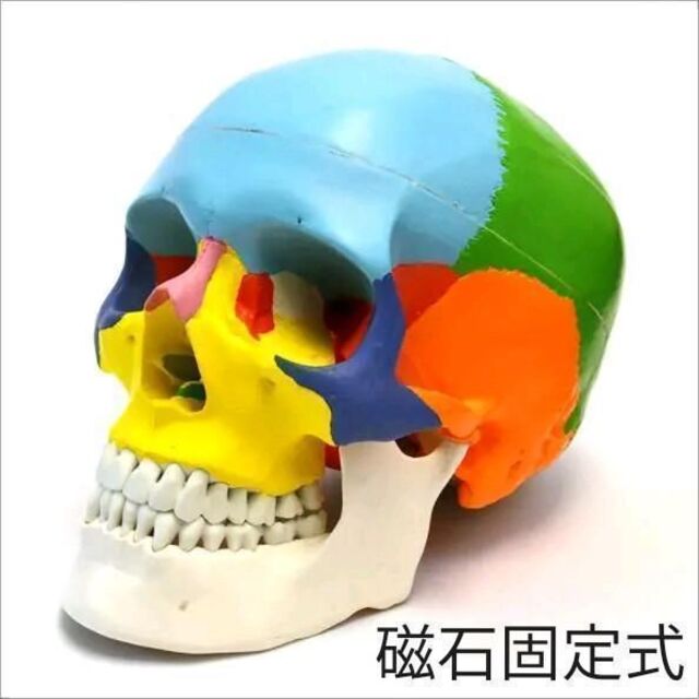 頭蓋骨模型 各部位配色 磁石固定式＆人体模型 骨格模型 45cm 4/1サイズ