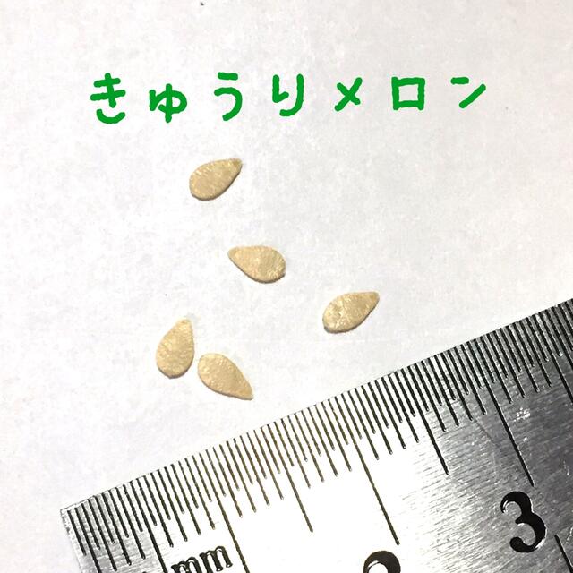 小さなお野菜の種セット ハンドメイドのフラワー/ガーデン(その他)の商品写真