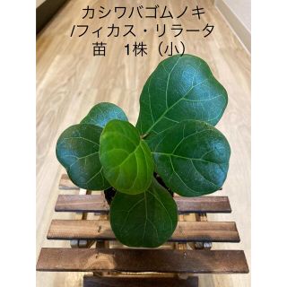 カシワバゴムノキ/フィカス・リラータ　苗　1株（小） 観葉植物　インテリア(その他)