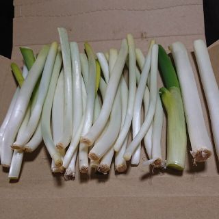 ✳️西田白ネギＢ品✳️パケット便(野菜)