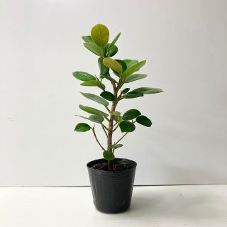 〈観葉植物〉沖縄から！パンダガジュマルの苗(送料込み)(その他)