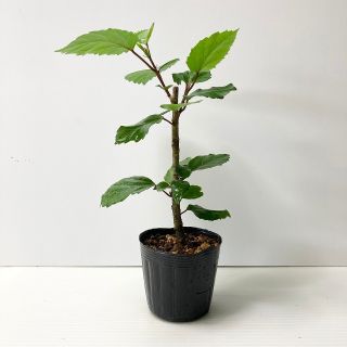 〈観葉植物〉沖縄から！ピンクの八重咲きハイビスカスの苗(送料込み)(その他)