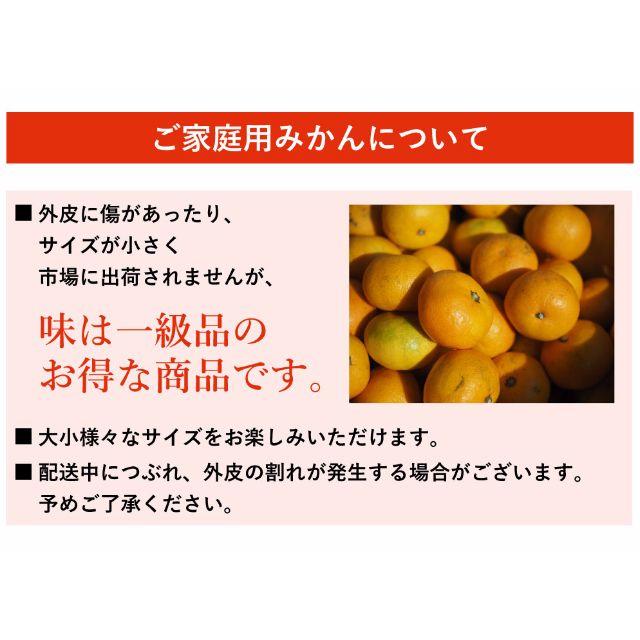 美味い♥リピ多数♥10kg佐賀産みかん『たくま君達の潮風温州みかん』 食品/飲料/酒の食品(フルーツ)の商品写真