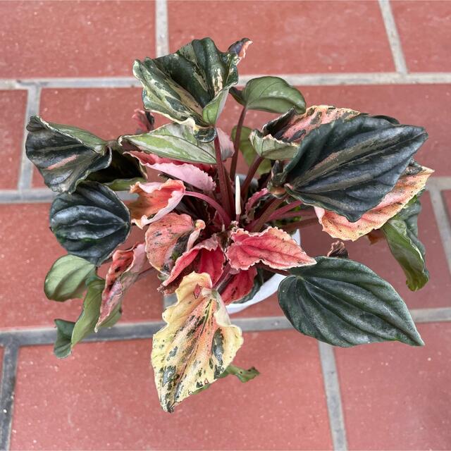 ☆。.:*PEPEROMIA "New Pink Lady"☆。.:* ハンドメイドのフラワー/ガーデン(その他)の商品写真