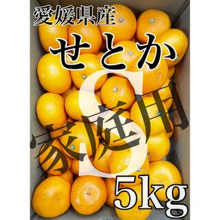 愛媛県産【せとか】家庭用Sサイズ  5kg！(フルーツ)