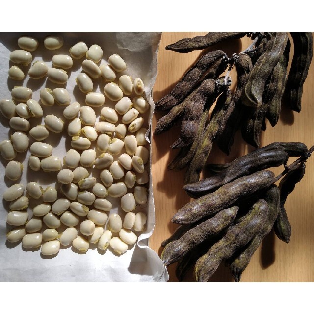ムクナ豆　新潟産　種　これから発芽時期　アルツハイマーのお薬の成分、ADHDにも 食品/飲料/酒の食品(野菜)の商品写真