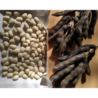 ムクナ豆　新潟産　種　これから発芽時期　アルツハイマーのお薬の成分、ADHDにも(野菜)