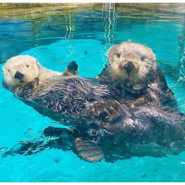 【送料無料】海の中道 マリンワールド 水族館 チケット 特別入館券 入場券 福岡 チケットの施設利用券(水族館)の商品写真