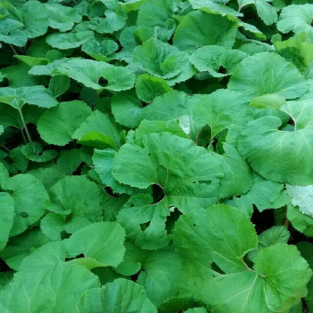 天然　ふき　農薬除草剤不使用 食品/飲料/酒の食品(野菜)の商品写真