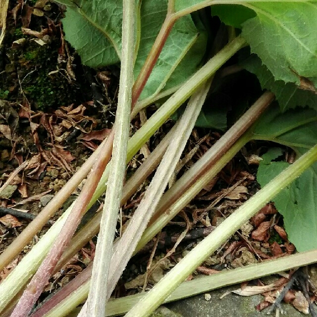 天然　ふき　農薬除草剤不使用 食品/飲料/酒の食品(野菜)の商品写真