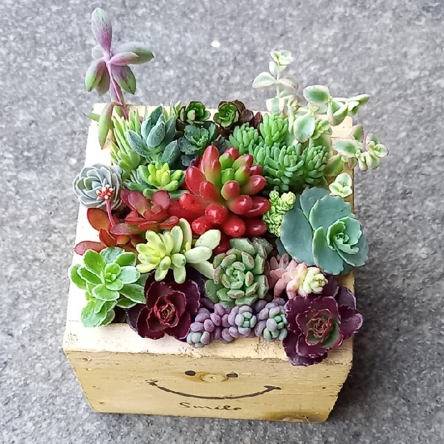 多肉植物 セダム カット苗セット ハンドメイドのフラワー/ガーデン(その他)の商品写真