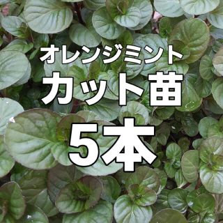 【大幅値下げ】ハーブ オレンジミント カット苗 5本 水挿し 挿し木 植物(その他)