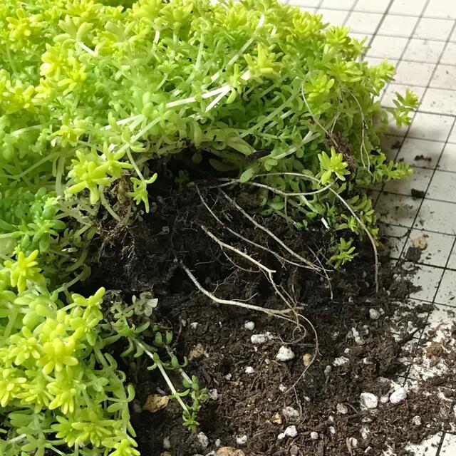 多肉植物　セダム ドリームスター 寄せ植え　グランドカバーに。④ ハンドメイドのフラワー/ガーデン(その他)の商品写真