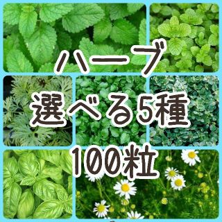 ハーブ選べる5種+春まき花5種  種子 種(その他)