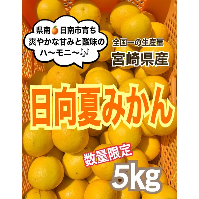 【先着5名様❣️宮崎県の特産品】日向夏5㎏/みかん　柑橘　果物　産地直送　 食品/飲料/酒の食品(フルーツ)の商品写真