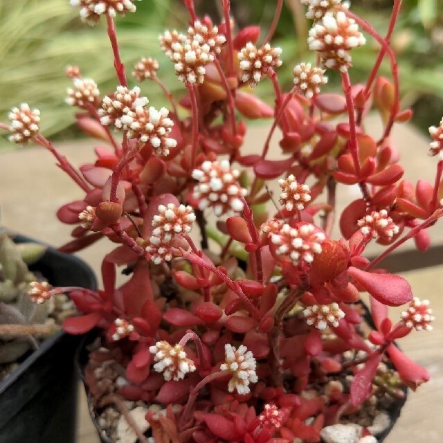 多肉植物 抜き苗 紅稚児 ギンゾロエ 多肉植物 抜き苗 紅稚児 ギンゾロエ
