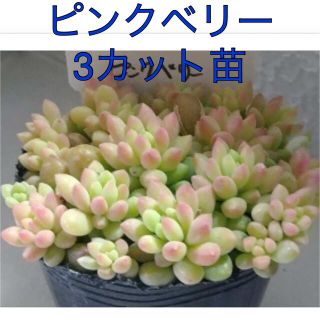 多肉植物　セダム属　 3カット苗　ピンクベリー　　キャニーヒニー(その他)